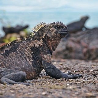 Galapagos - Isabela - Marine iguana
